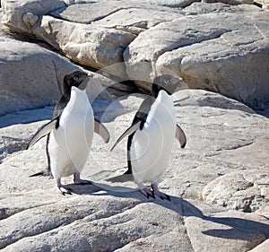 Adelie Penguins photo