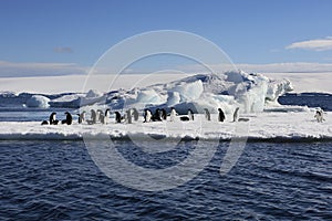 Adelie Penguins - Antarctica