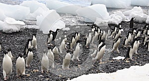 Adelie Penguins - Antarctica