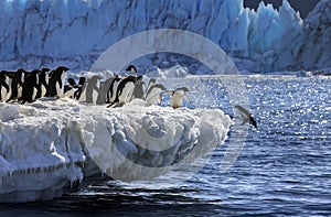 Adelie Penguins - Antarctica