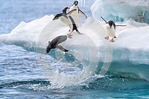 adelie penguins in Antarctica dive into the water from a beautiful blue and white iceberg