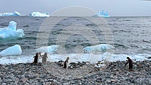 Adelie Penguins on the beach, Antarctic Peninsula Adelie Penguins.