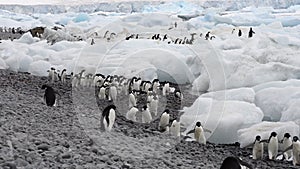 Adelie Penguins on the beach in Antarctica