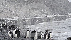 Adelie Penguins on the beach in Antarctica