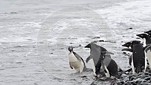 Adelie Penguins on the beach in Antarctica