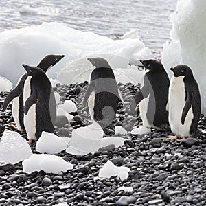 Adelie penguins - Brown Bluff - Antarctica