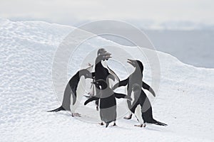 Adelie Penguins fight on ice in Antarctica