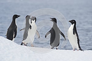 Adelie Penguins fight on ice in Antarctica