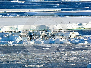 Adelie penguins gathering on driving ice in McMurdo Sound Ross sea