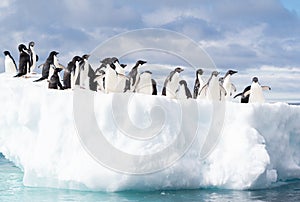 Adelie penguins gathering on an ice floe