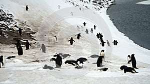 Adelie Penguins on Highway, Paulet Island, Antarctica
