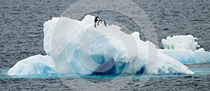 Adelie Penguins on Ice