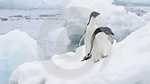 Adelie Penguins on the ice in Antarctica