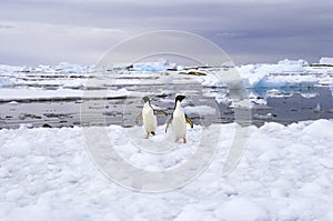 Adela pinguini sul Antartide 