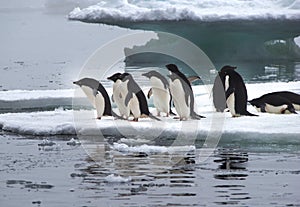 Adelie Penguins on Ice Floe in Antarctica