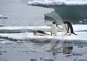 Adelie Penguins on Ice Floe in Antarctica