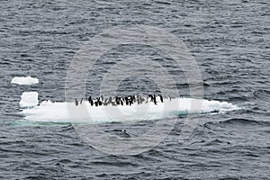 Adelie Penguins on ice shelve