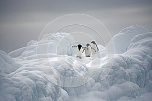 Adelie Penguins on ice, Weddell Sea, Anarctica