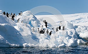 Adelie penguins on iceberg