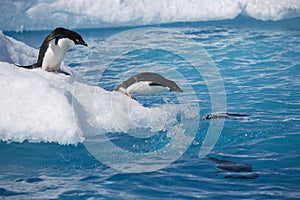 Adelie penguins on iceberg edge in Antarctica