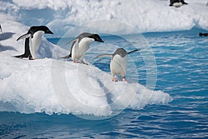 Adelie penguins on iceberg edge in Antarctica photo