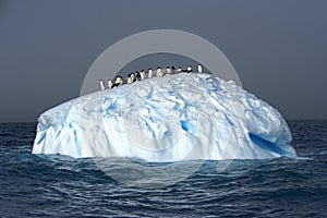 Adelie penguins on an iceberg, Weddell Sea, Anarctica photo