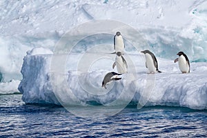 Adelie penguins jumping from iceberg