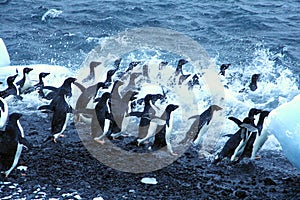 Adelie penguins, jumping into the ocean