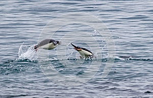 Adelie penguins jumping out of the water