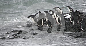 Adelie penguins jumping in water