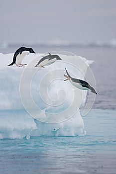 Adelie penguins leaping off iceberg