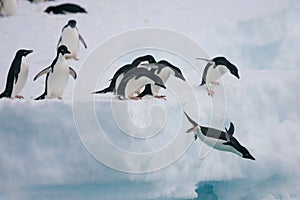 Adelie penguins leaping off iceberg