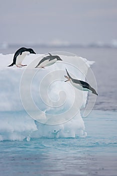 Adelie penguins leaping off iceberg photo
