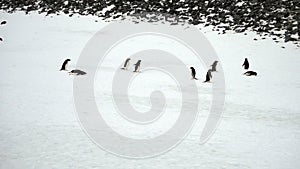 Adelie penguins marching, Paulet Island, Antarctica