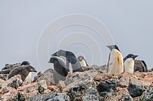 Adelie Penguins on Paulet Island