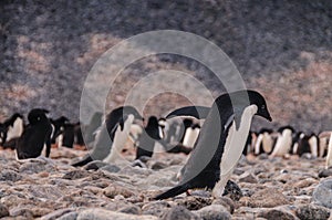 Adelie Penguins on Paulet Island