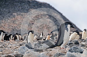 Adelie Penguins on Paulet Island