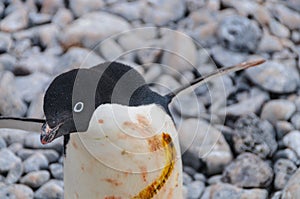 Adelie Penguins on Paulet Island