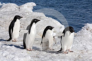 Adelie penguins on Paulet Island - Antarctica photo