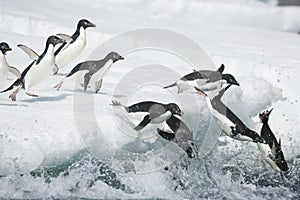 Adelie penguins plunging into the ocean off Antarctica