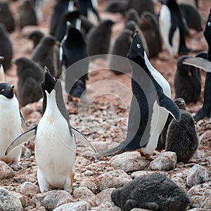 Adelie Penguins - Pygoscelis adeliae - adults calling in penguin colony. Vocalization as courtship behavior, Antarctica