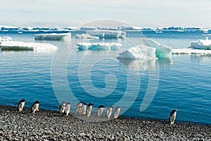 Adelie penguins - Pygoscelis adeliae - on beach in front of Southern Antarctic Ocean with small icebergs inside.