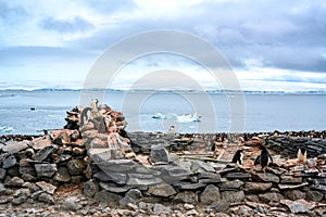 Adelie penguins - Pygoscelis adeliae - wildlife at rocks and old decompost house of whalers on Paulet Island, Antarctica photo