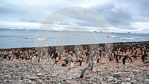 Adelie penguins - Pygoscelis adeliae - wildlife at rocks of Paulet Island, Antarctica