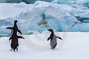 Adelie penguins ready to dive in between the ice