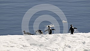 Adelie penguins on the run