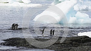 Adelie Penguins running to the water