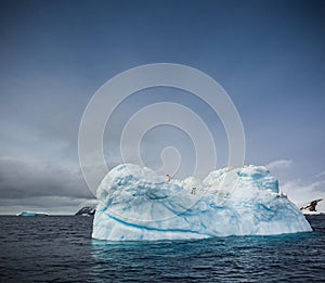 Adelie penguins sit high atop large ice glacier near Brown Bluff in South Georgia