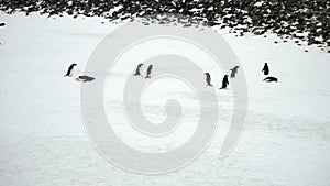 Adelie Penguins sliding and marching, Paulet Island, Antarctica