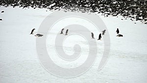 Adelie Penguins sliding and marching, Paulet Island, Antarctica